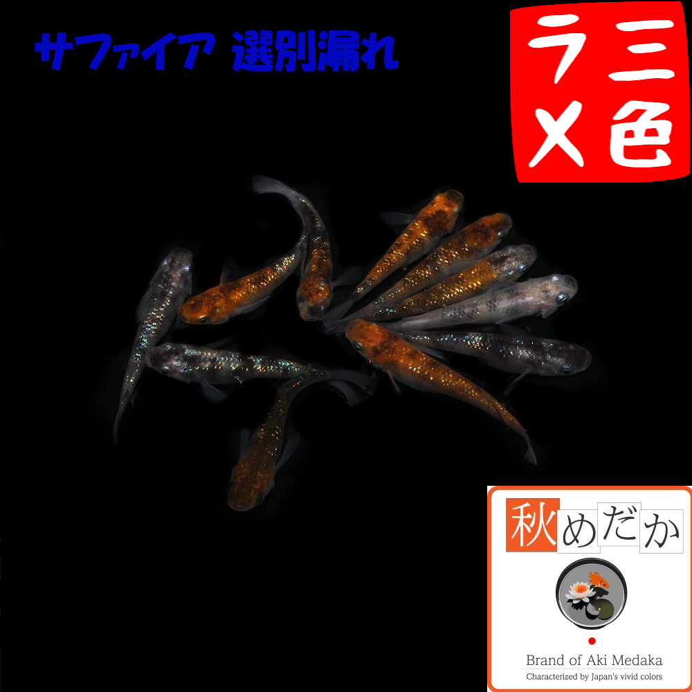 三色ラメ サファイア系 選別漏れ 10匹 5ペア