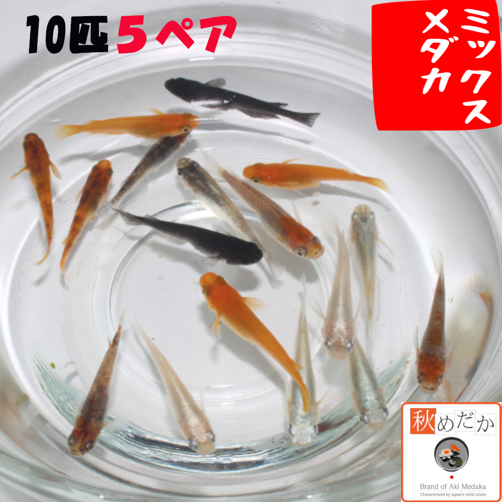 ミックスメダカ 10匹 5ペア