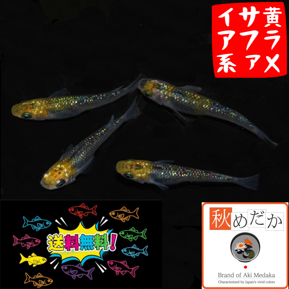 オーロラ黄ラメ サファイア系 4匹 2ペア