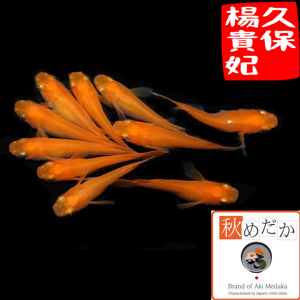 久保楊貴妃 普通体系 8匹4ペア