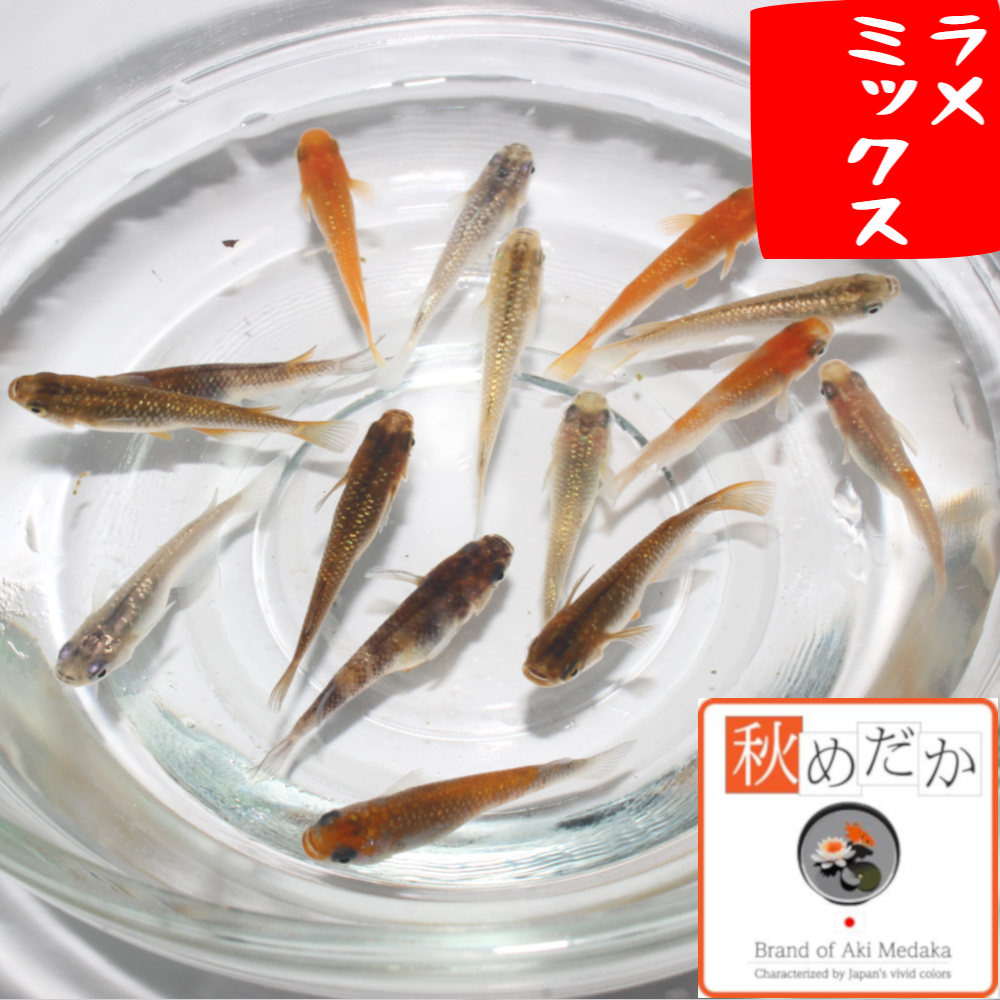 ラメミックス 10匹 5ペア