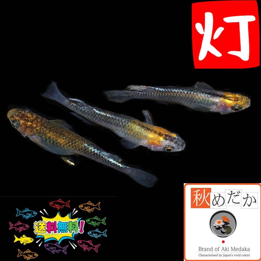 灯 普通体型 4匹 2ペア