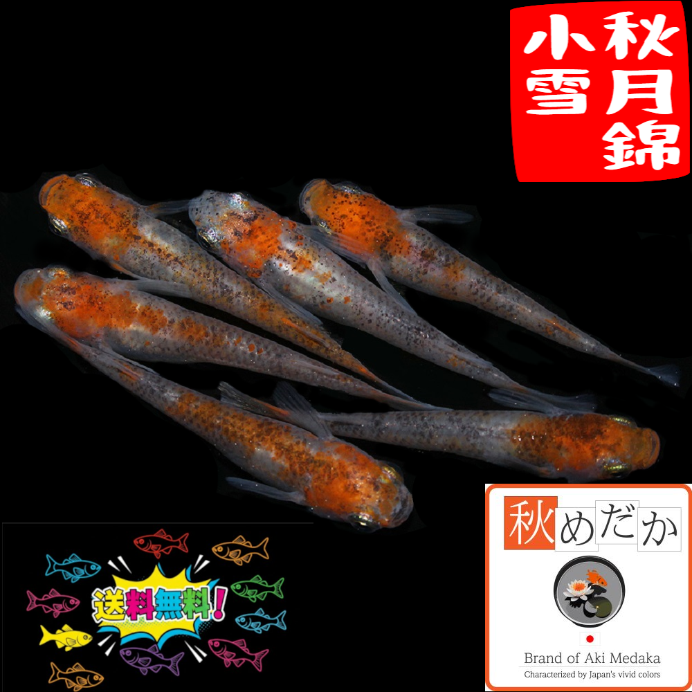 秋月錦小雪(三色錦透明鱗) 普通体型 6匹3ペア