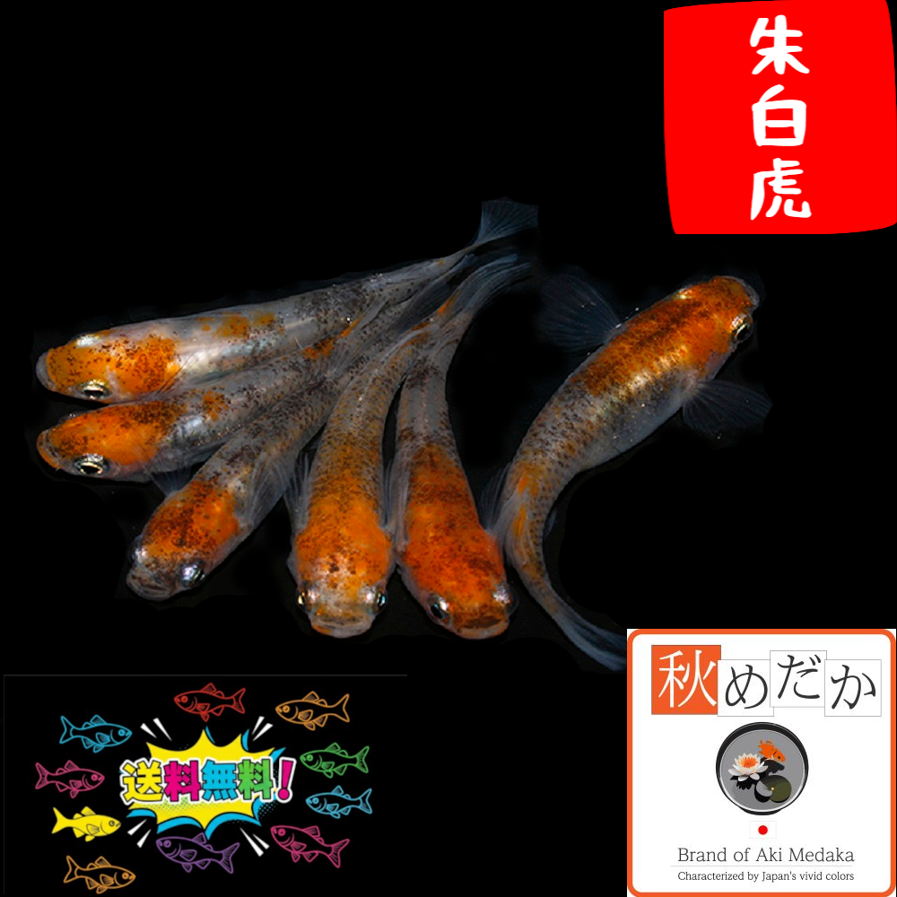 朱白虎 普通体型 透明鱗 6匹3ペア