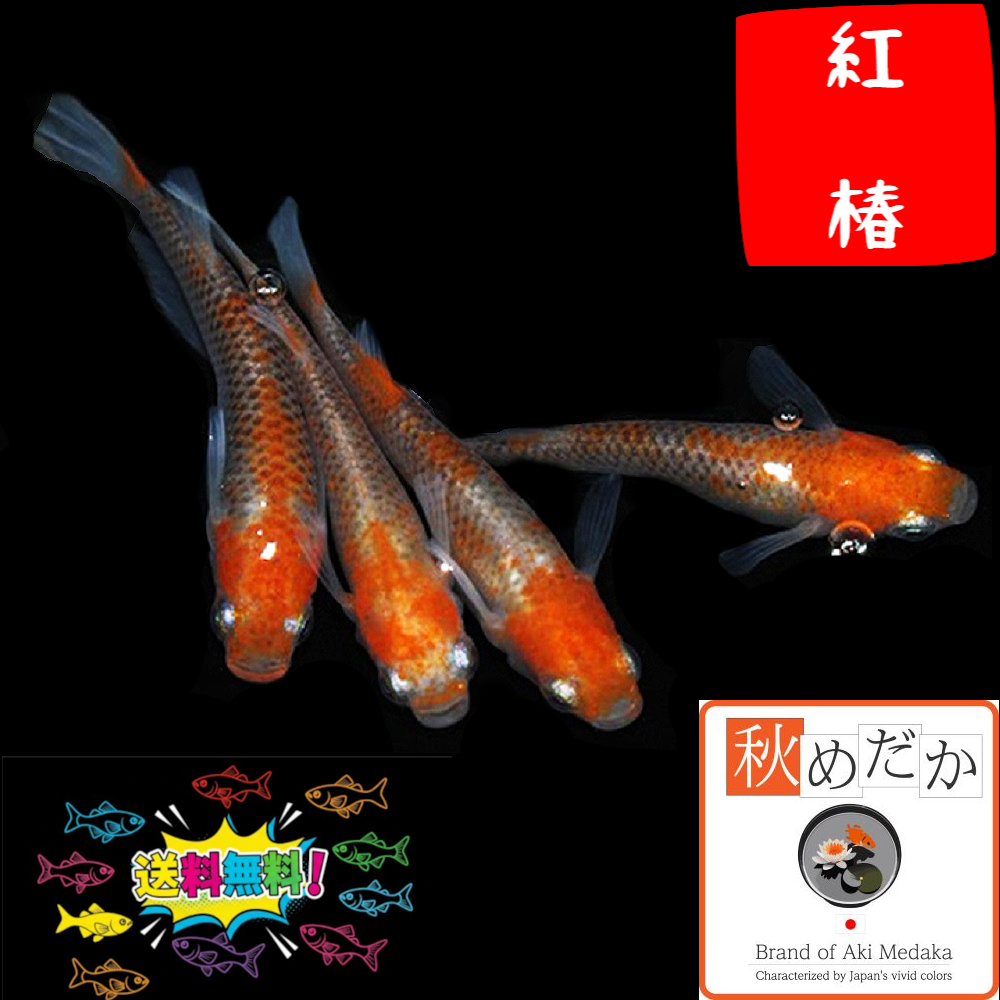 紅椿 普通体型 4匹 2ペア