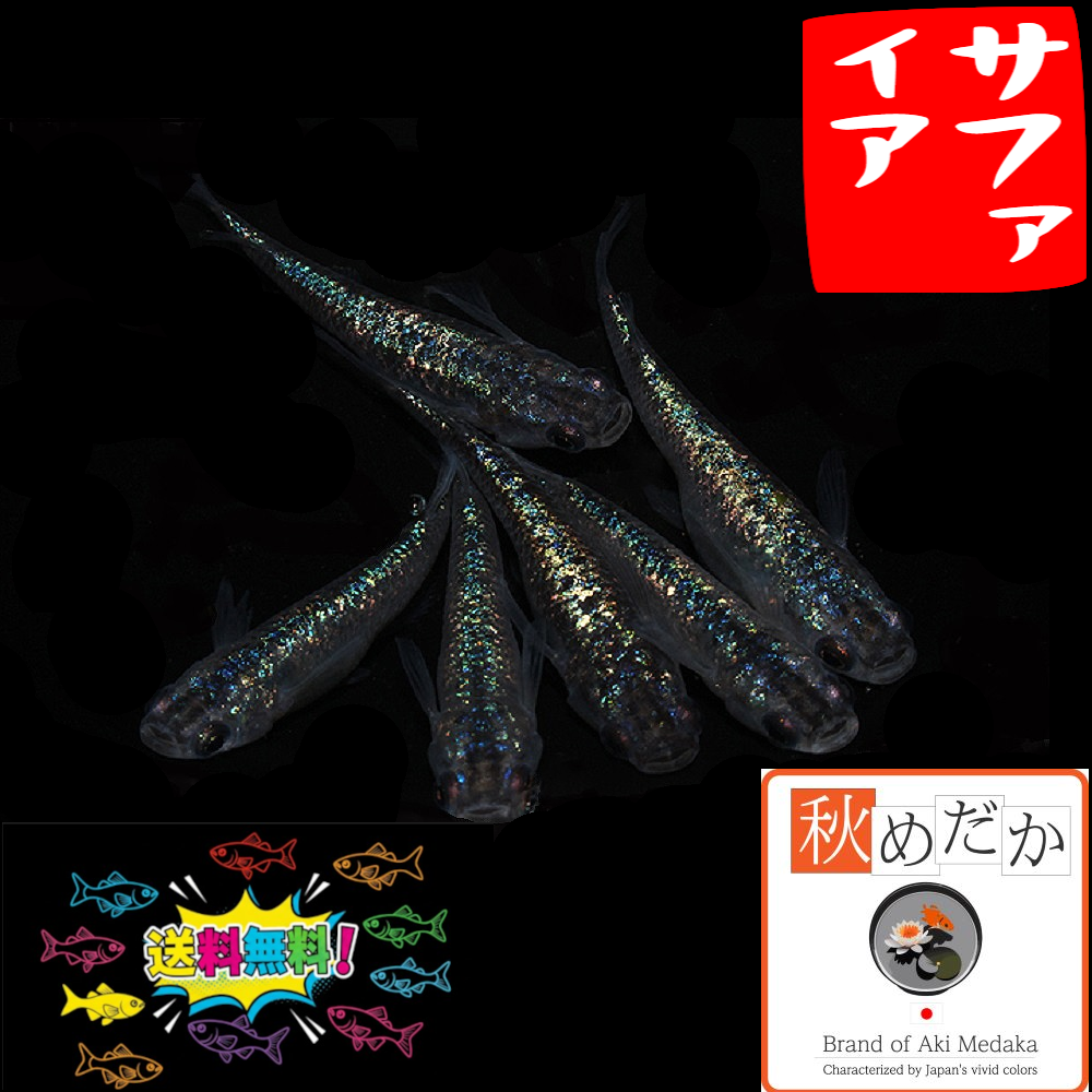 サファイア普通体型 背鰭無し 4匹2ペア