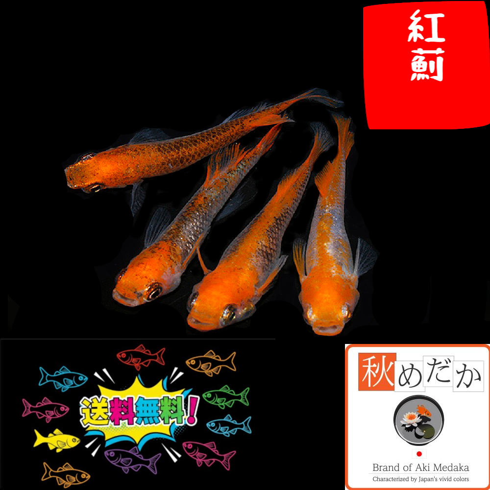 紅薊 普通体型 6匹3ペア