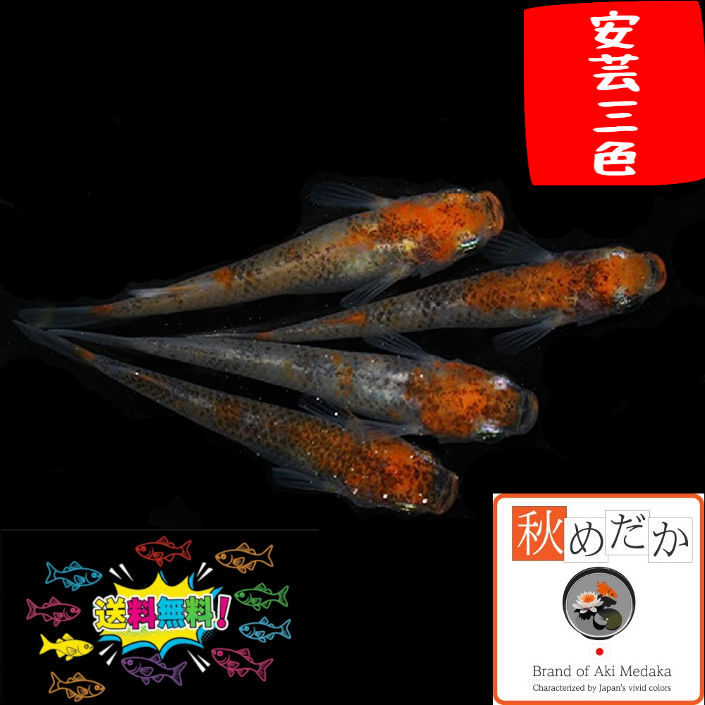 安芸三色 普通体型 6匹3ペア