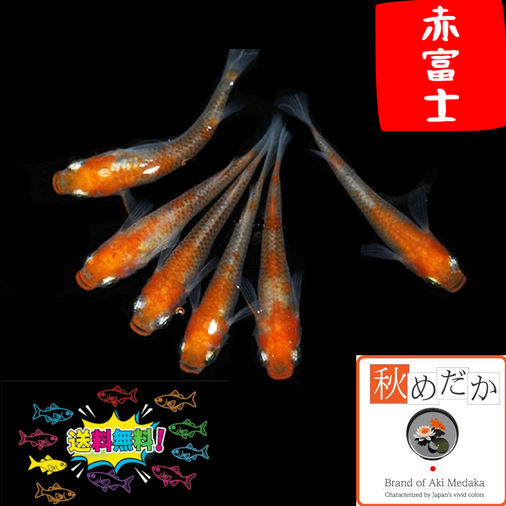 赤富士 普通体型 透明鱗 4匹 2ペア