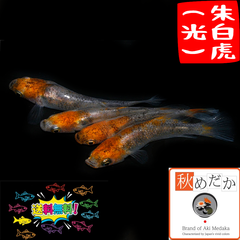 朱白虎 光体系透明鱗 4匹2ペア