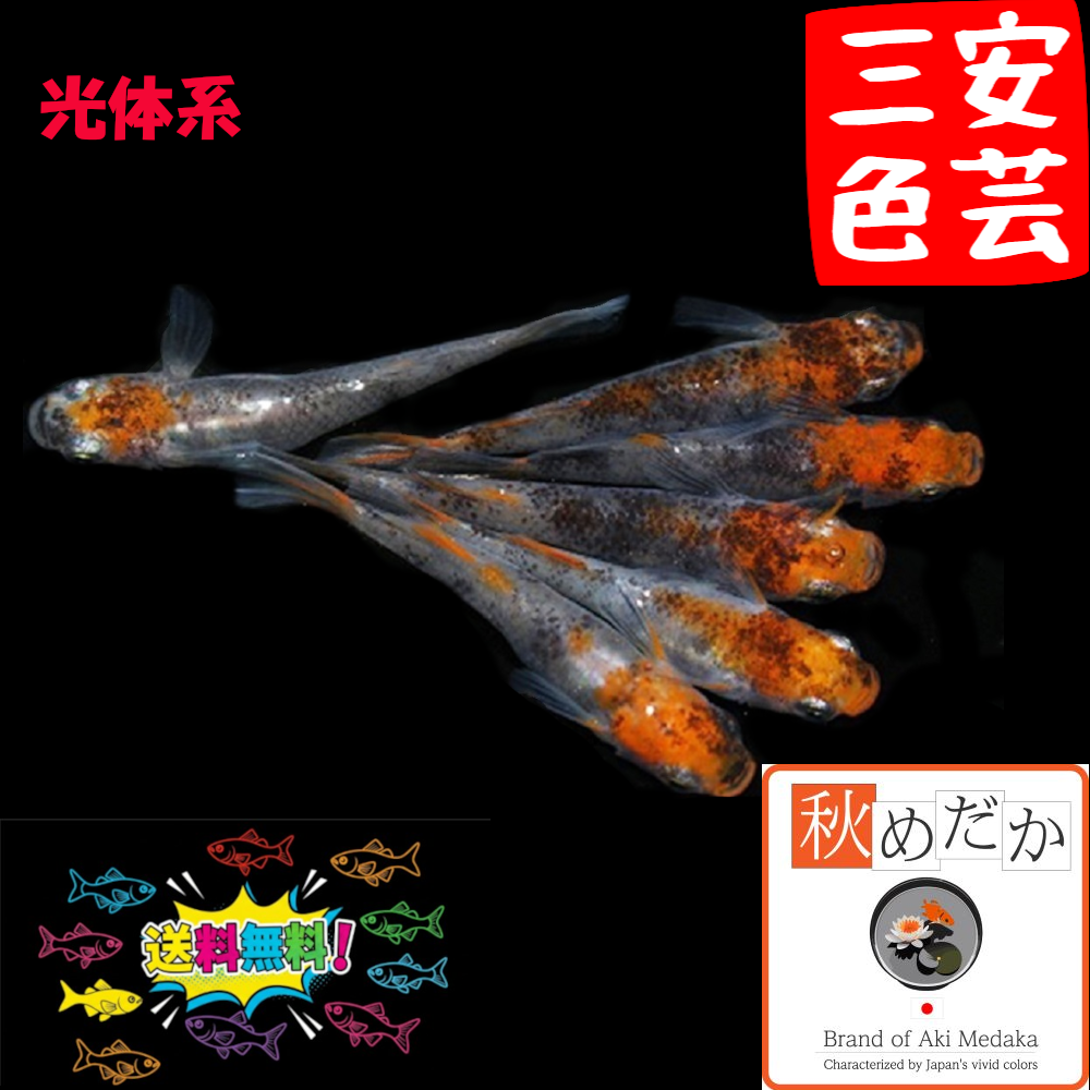 安芸三色 光体系透明鱗 4匹2ペア