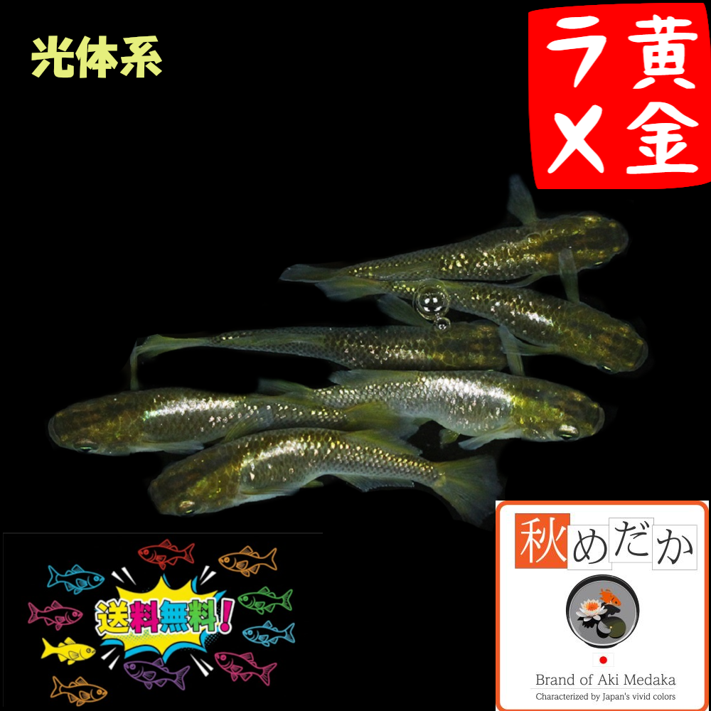 黄金ラメ 光体系 6匹3ペア
