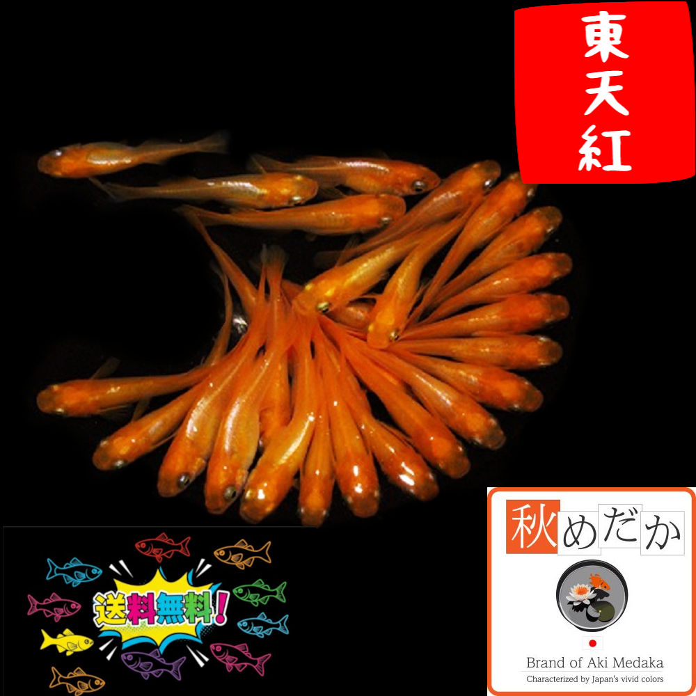 東天紅 光体系 20匹 10ペア