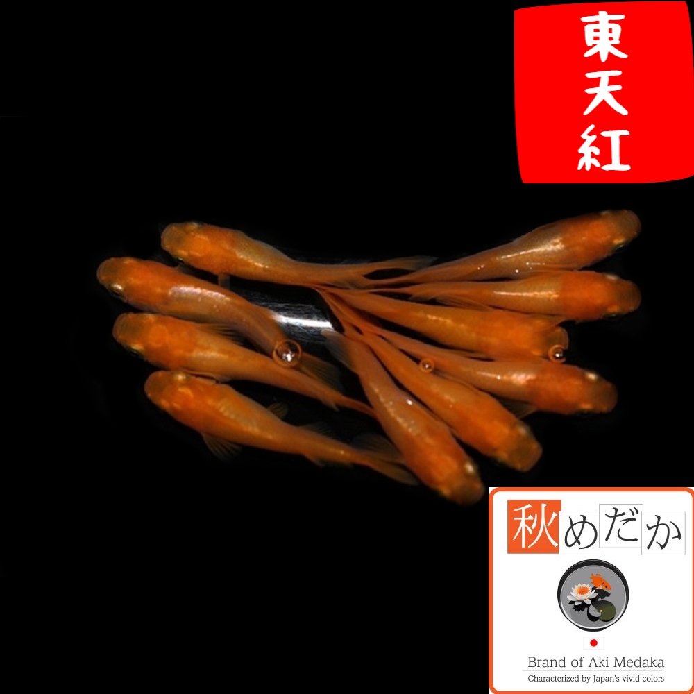 東天紅 光体系 8匹4ペア