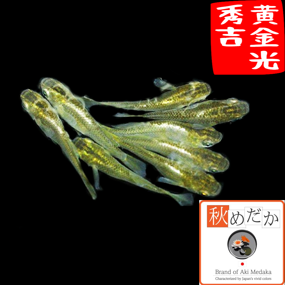 黄金光メダカ(秀吉) 光体系 6匹3ペア