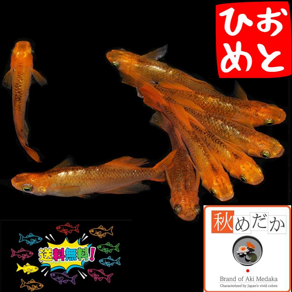 乙姫 光体系 6匹3ペア