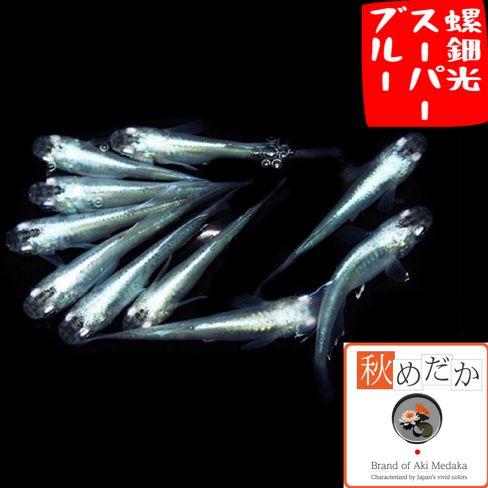 螺鈿光スーパーブルー ６匹3ペア