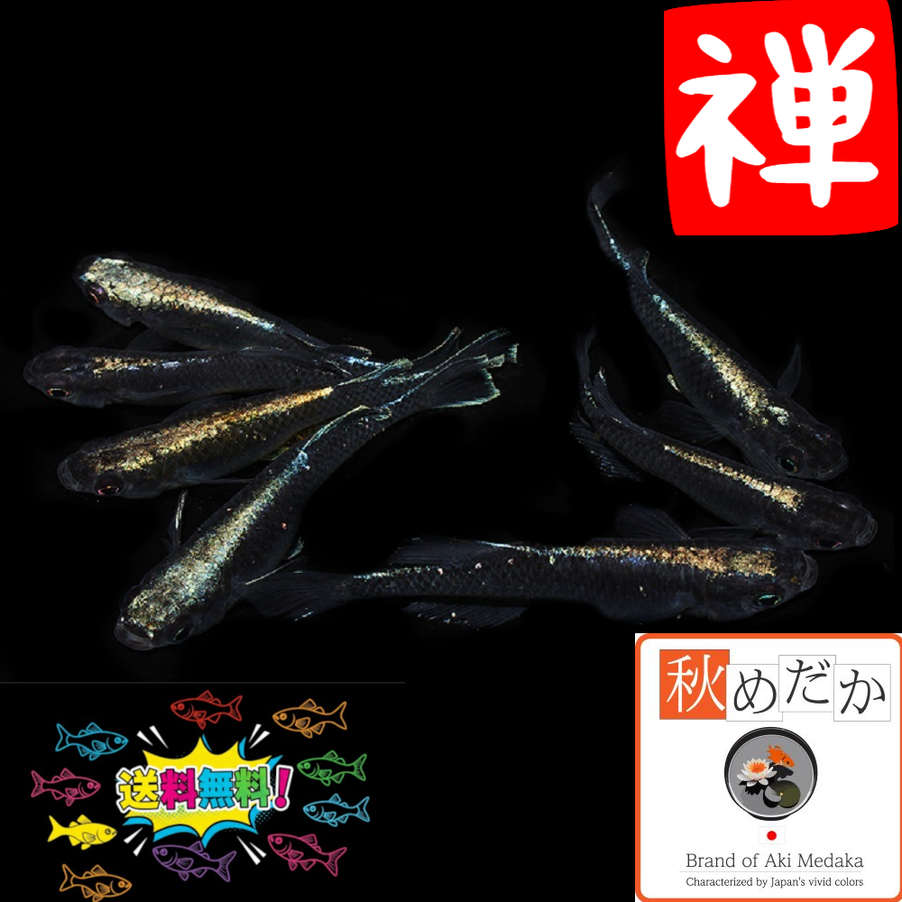 禅 光体系 6匹 3ペア