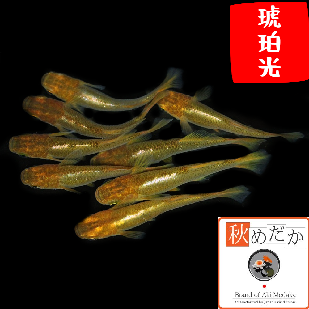 琥珀光 光体系 6匹3ペア