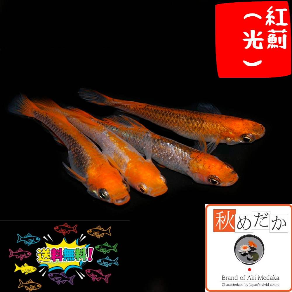 紅薊(べにあざみ) 光体系 6匹3ペア