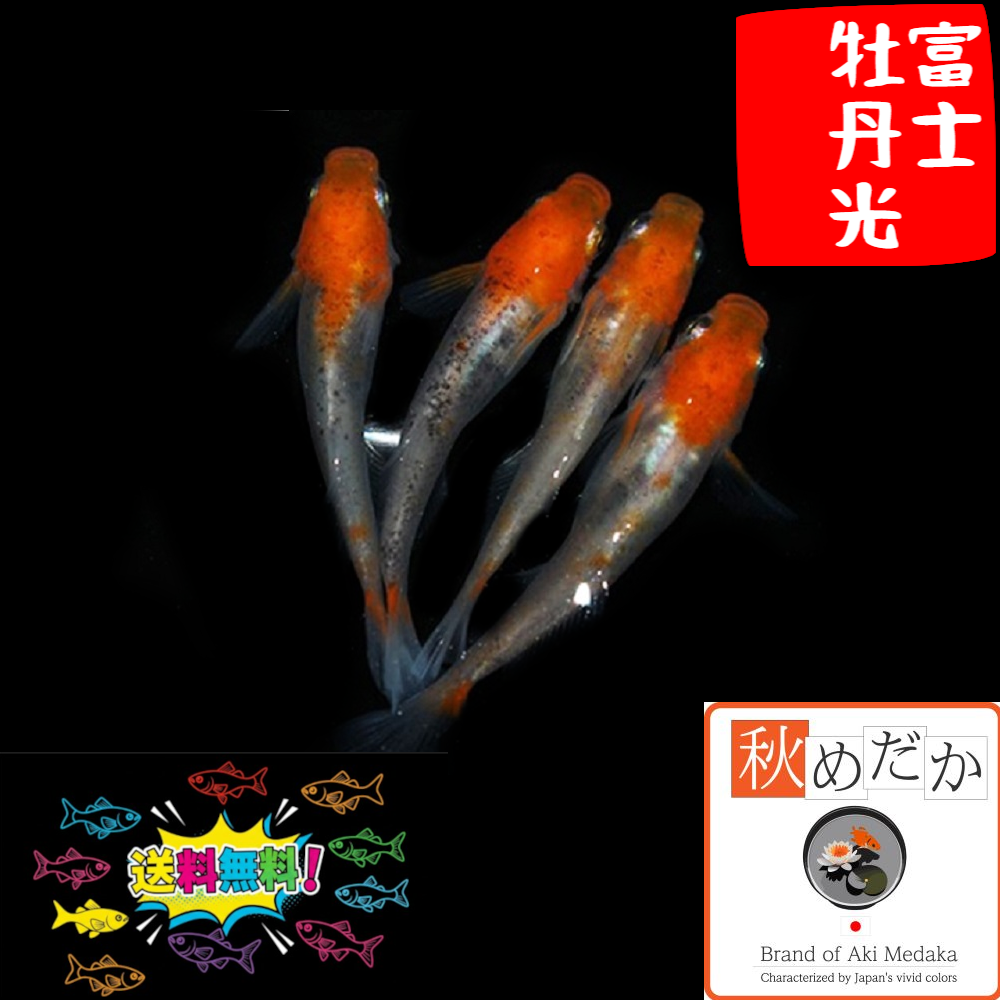 富士牡丹光 光体型透明鱗 4匹2ペア