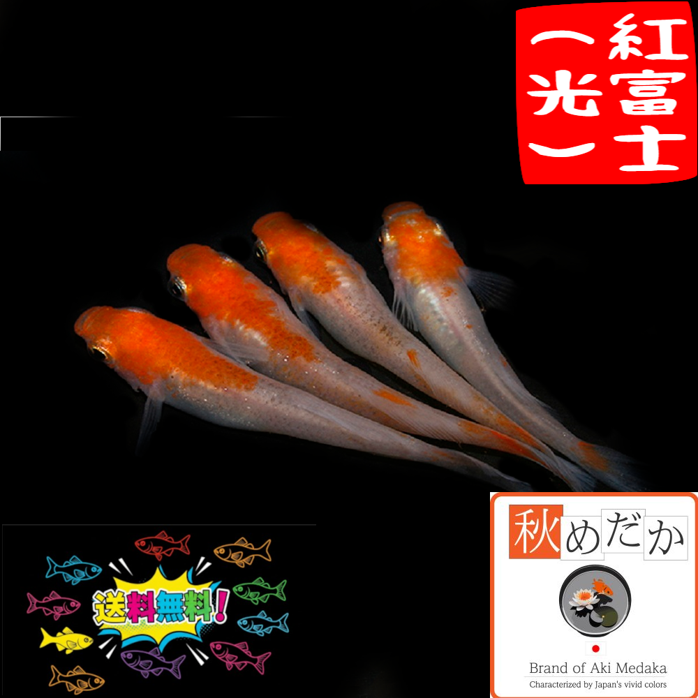 紅富士 光体系透明鱗 4匹2ペア