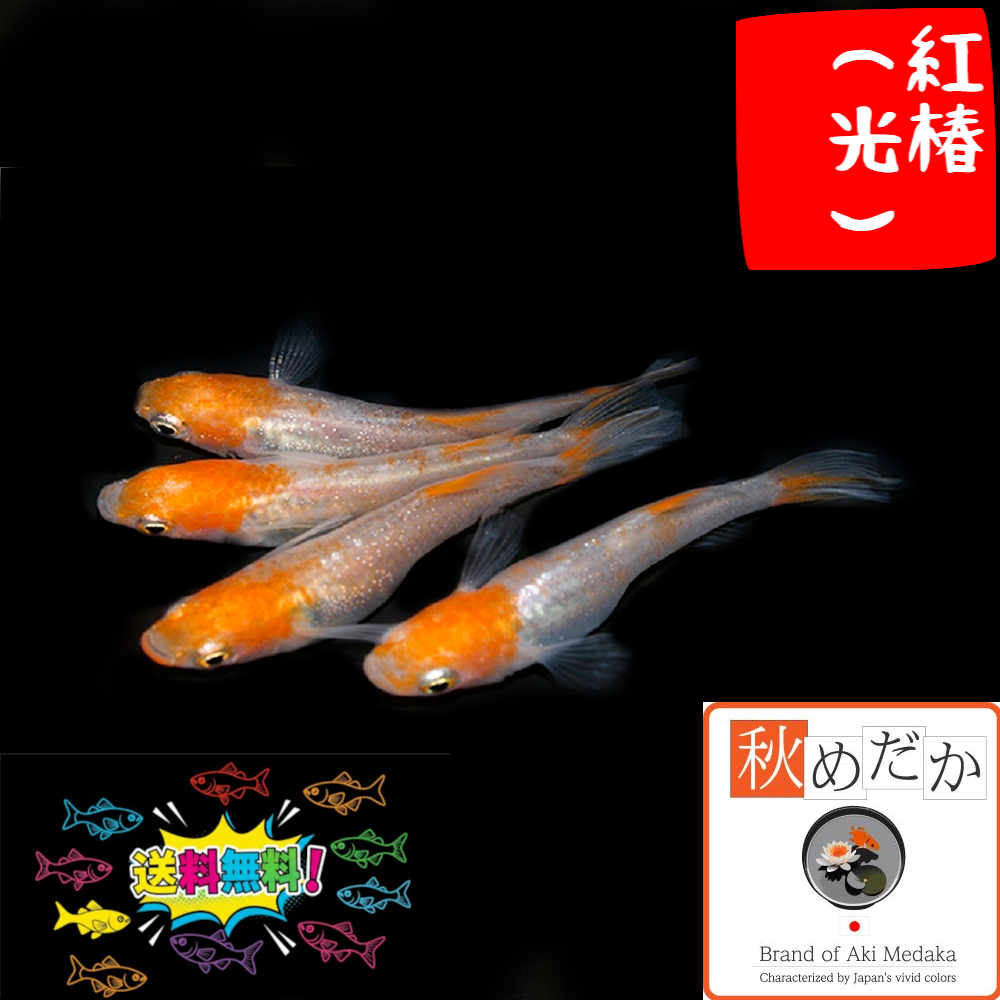 紅椿 光体型透明鱗 4匹2ペア