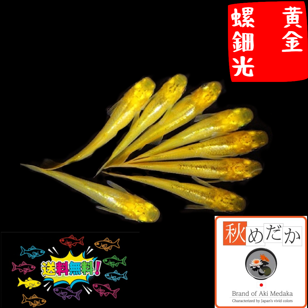 黄金螺鈿光 光体系 6匹3ペア