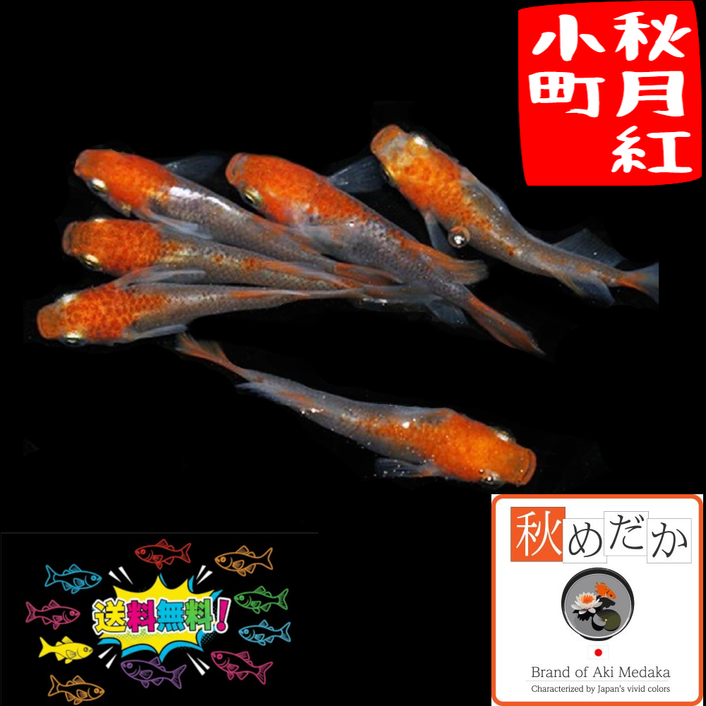 秋月紅小町 光体系透明鱗 6匹 3ペア