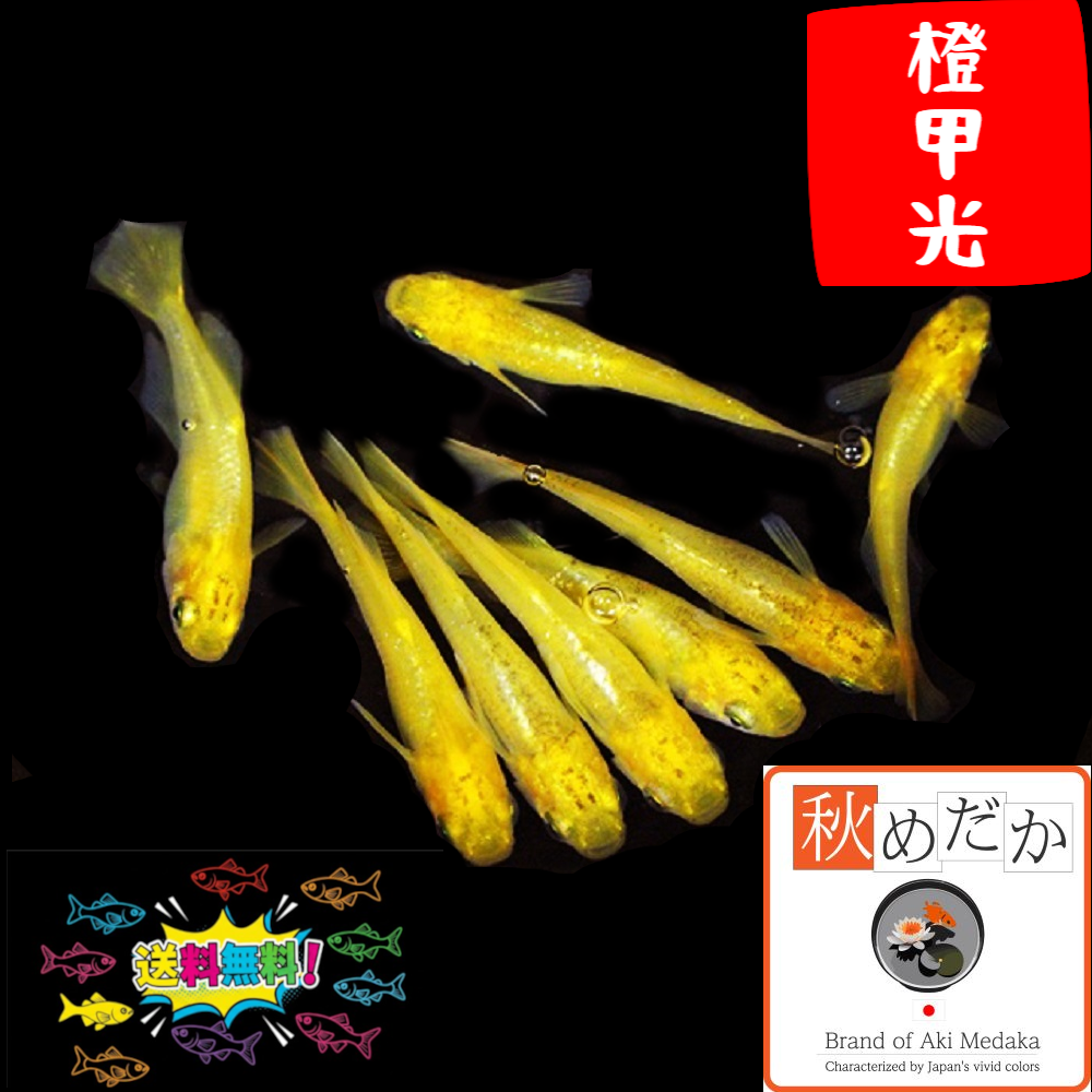 橙甲光 10匹 5ペア