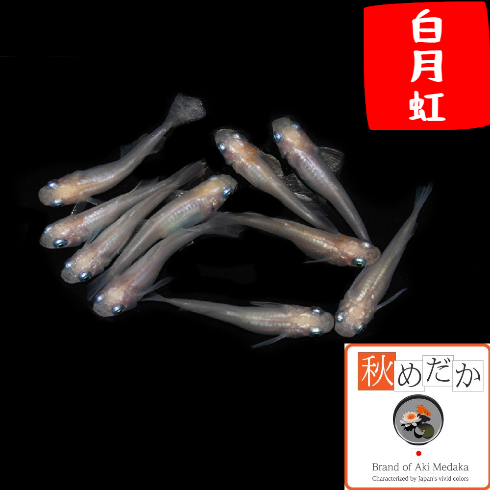 白月虹 メダカ 10匹 5ペア