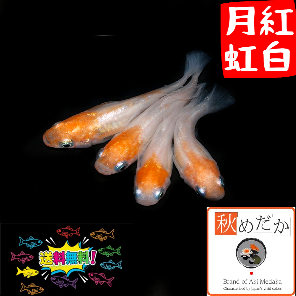 紅白月虹 光体系 4匹2ペア