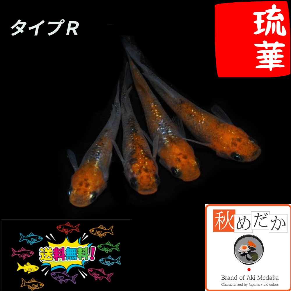 琉華タイプR 4匹2ペア