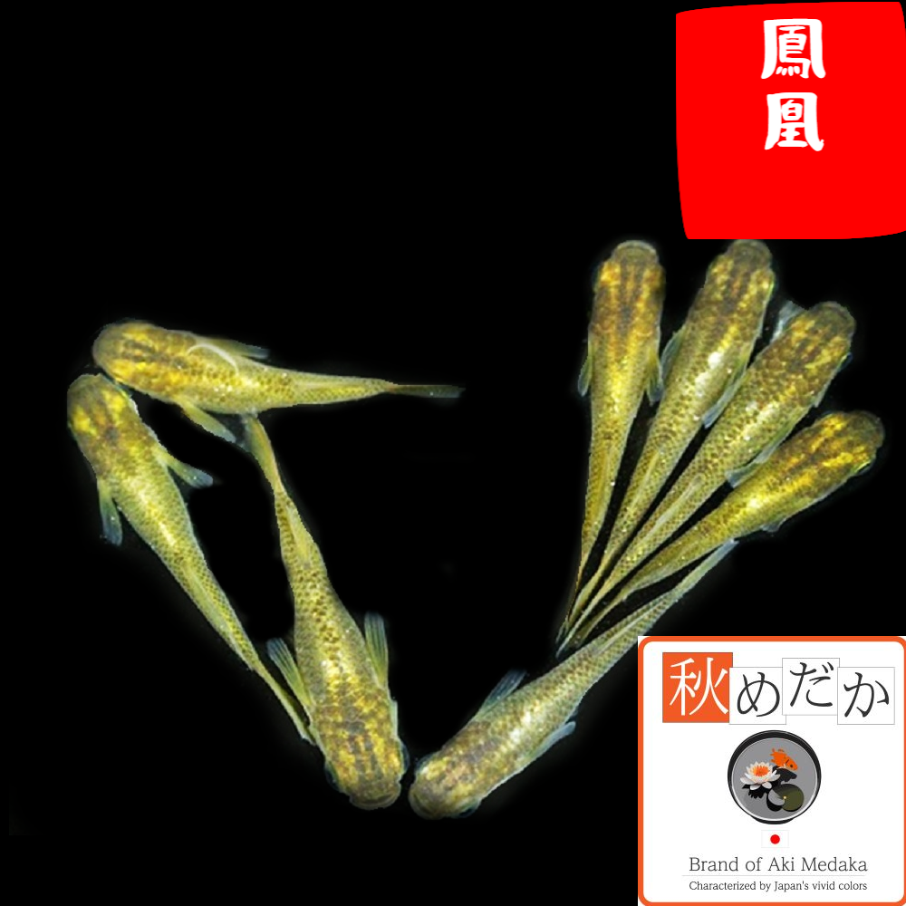 鳳凰 光体系 6匹3ペア