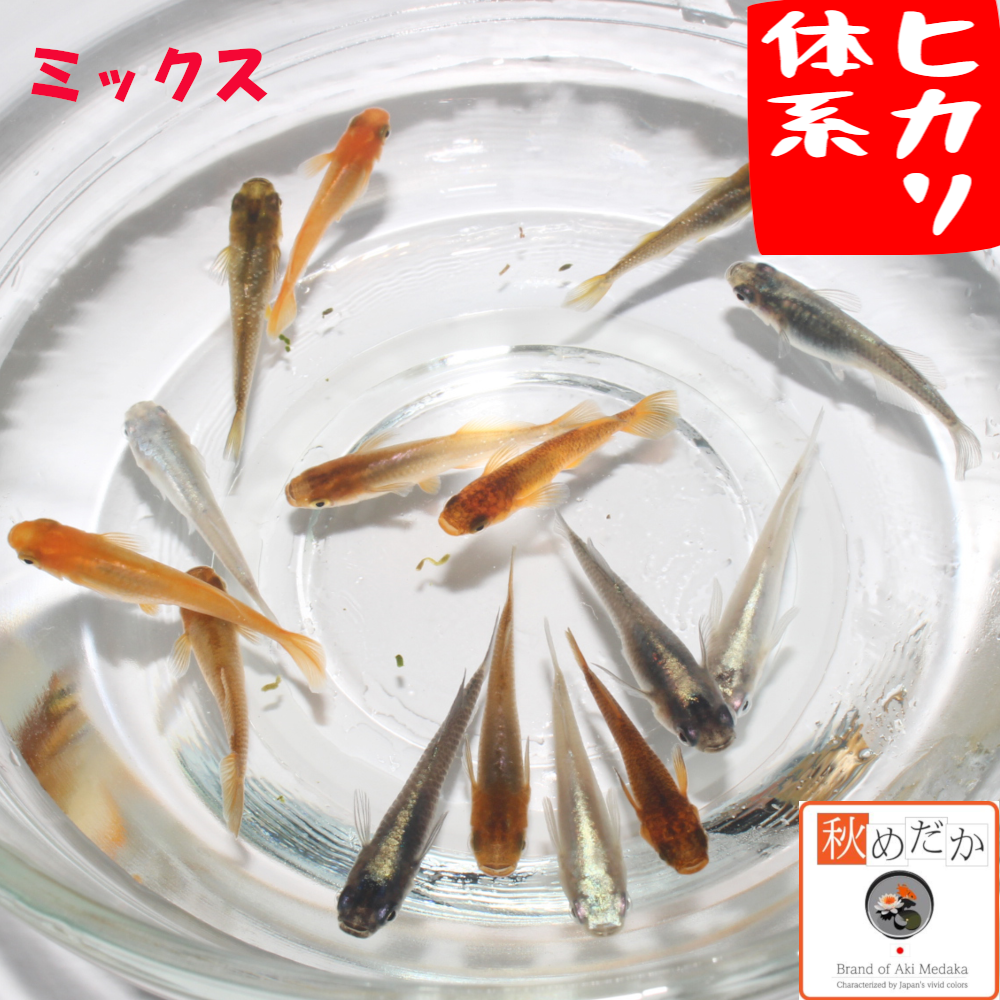 光体系 ミックス メダカ 10匹 5ペア