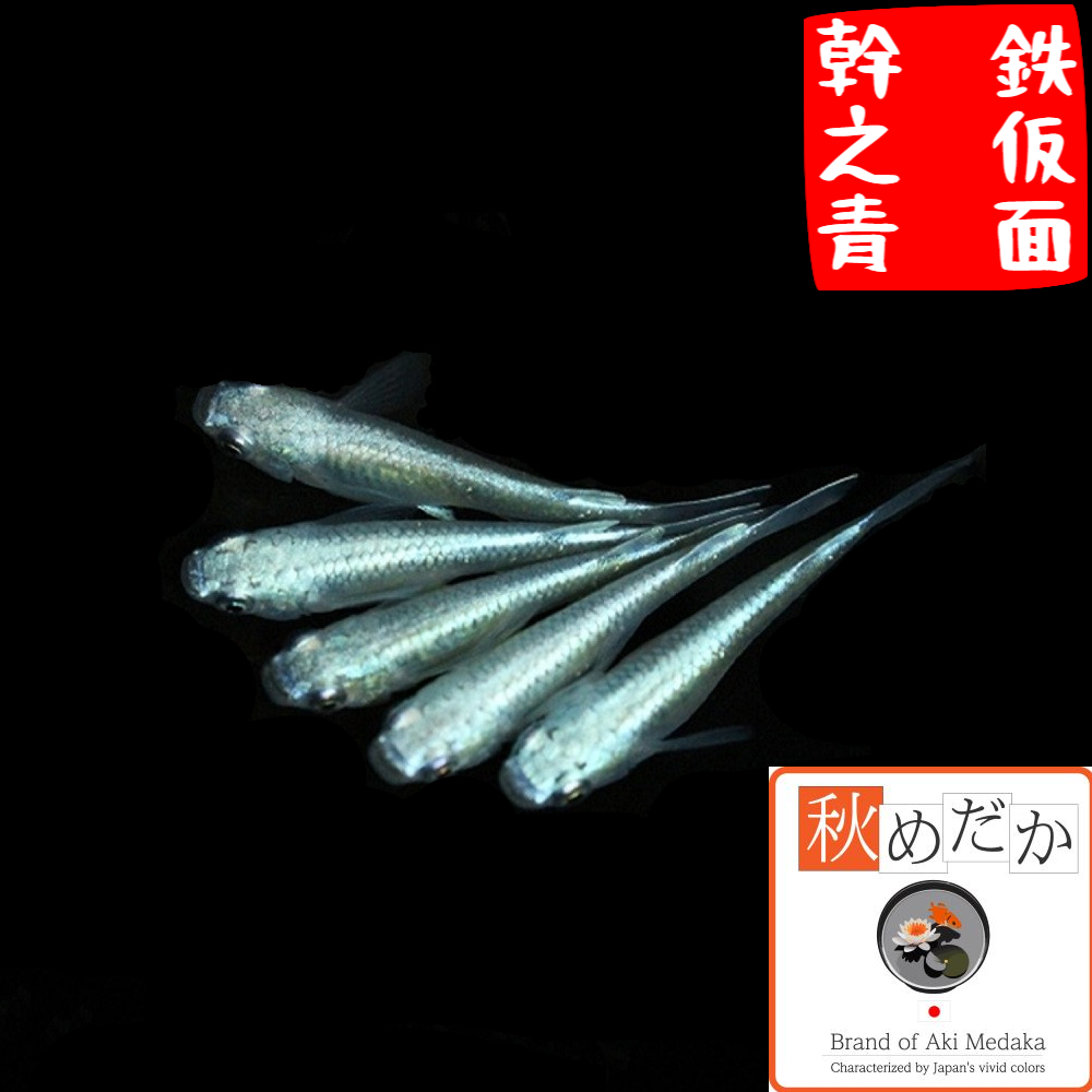 幹之青 鉄仮面 普通体型 2匹1ペア