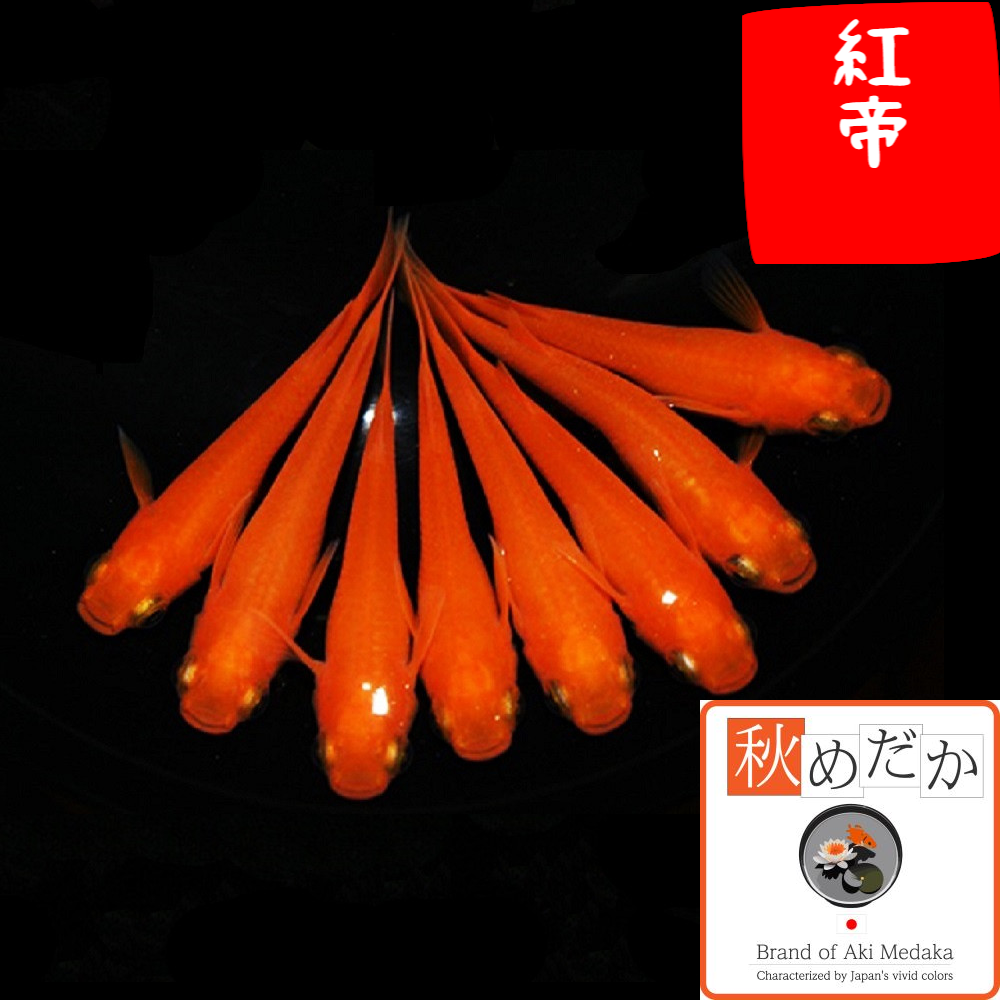 紅帝 普通体型 2匹1ペア