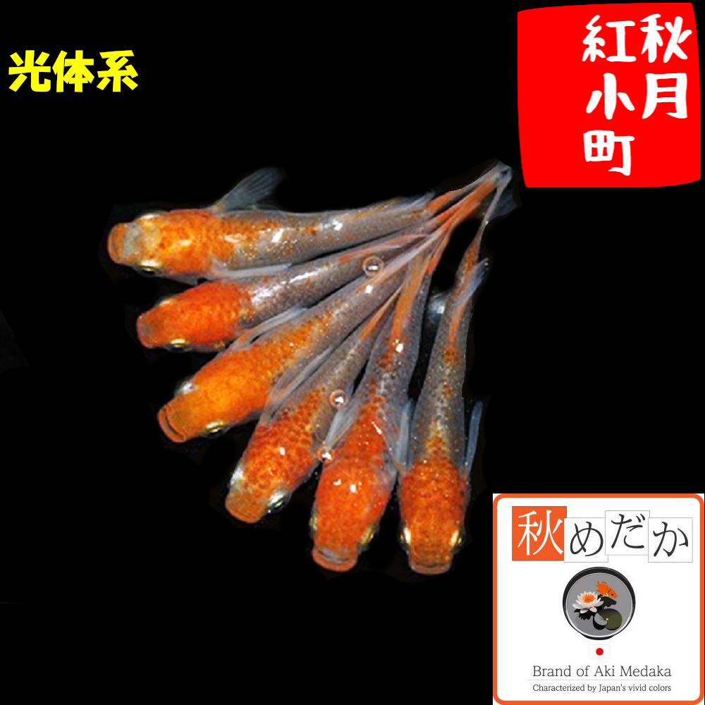 秋月紅小町 光体型透明鱗 2匹1ペア