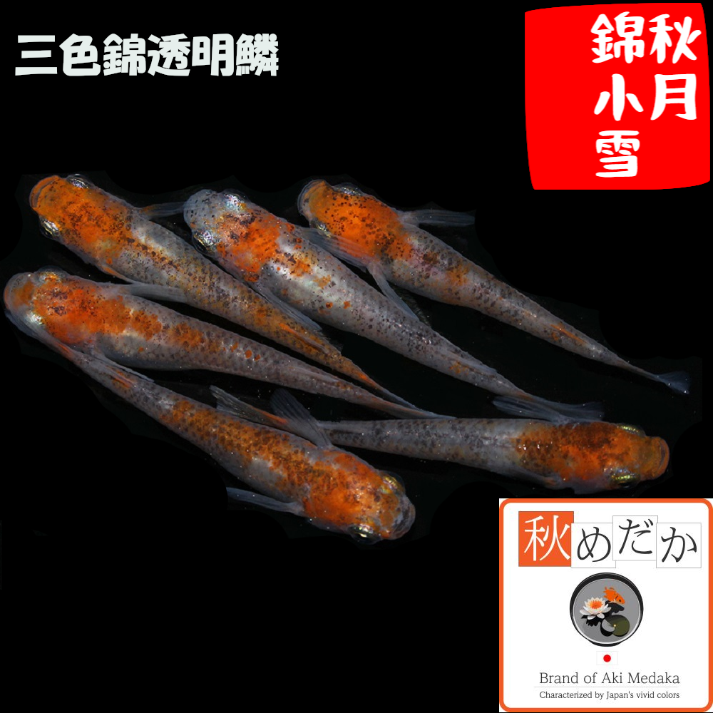 秋月錦小雪 (三色錦透明鱗) 普通体型 2匹1ペア