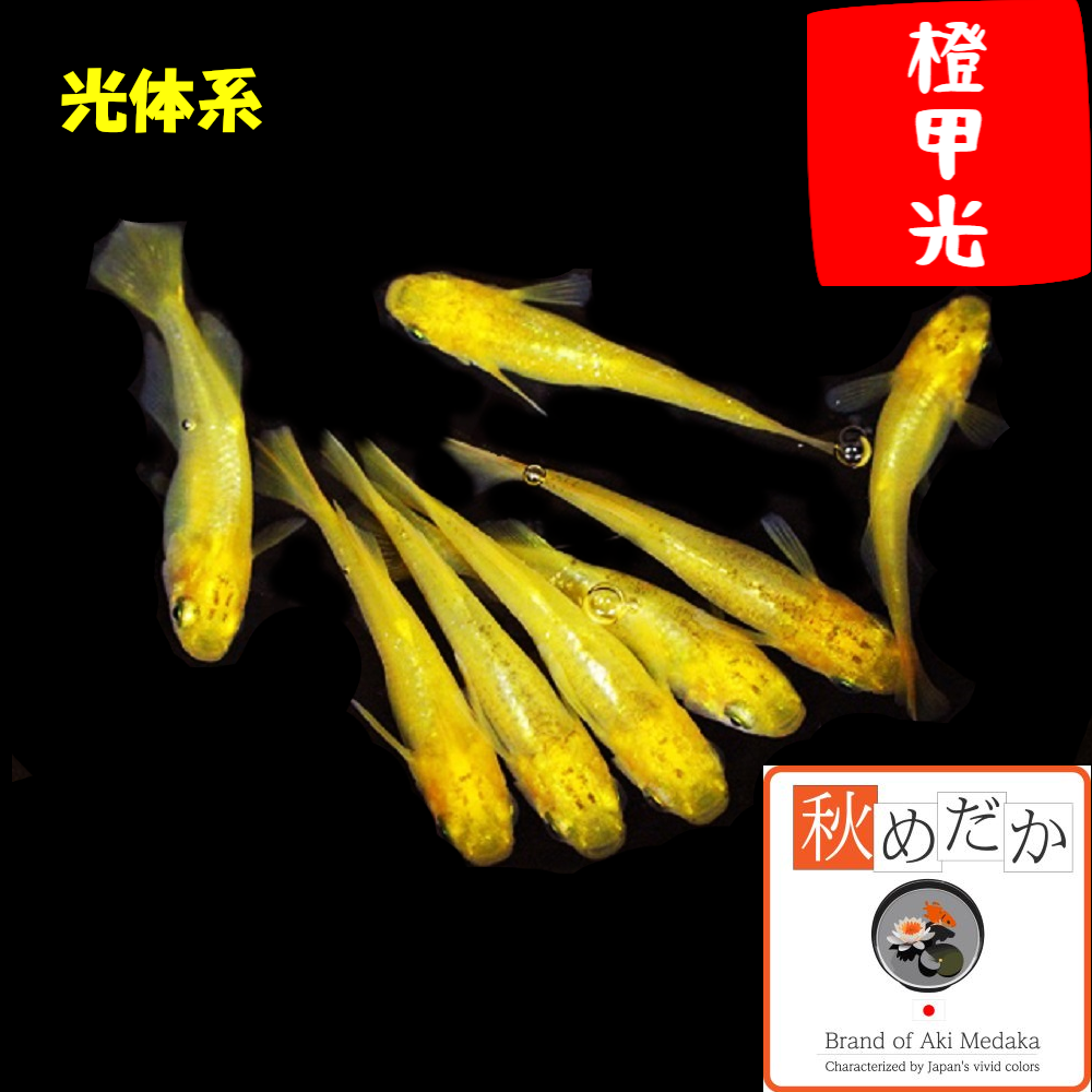 橙甲光 光体型 2匹1ペア