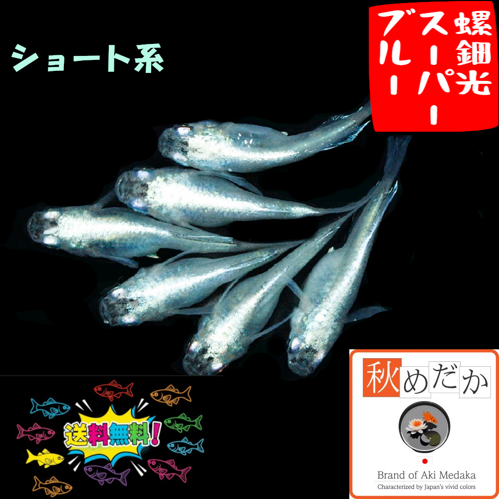 螺鈿光スーパーブルー ショート系  6匹3ペア