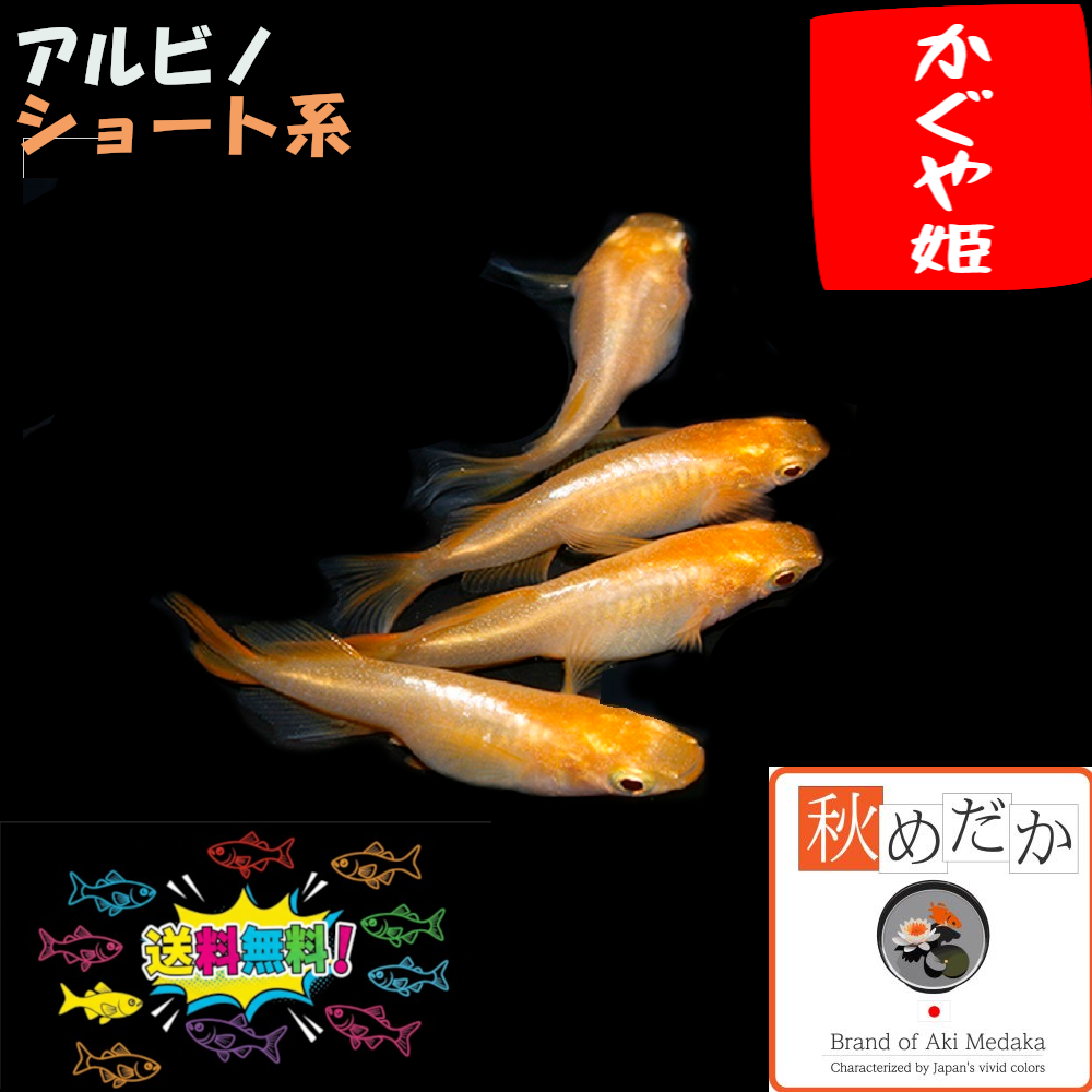 かぐや姫 アルビノ 光体系 非透明鱗 ショート系 4匹2ペア