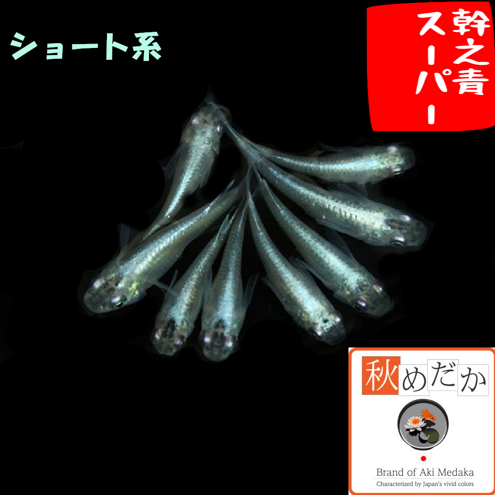 幹之青スーパー ショート系 6匹3ペア