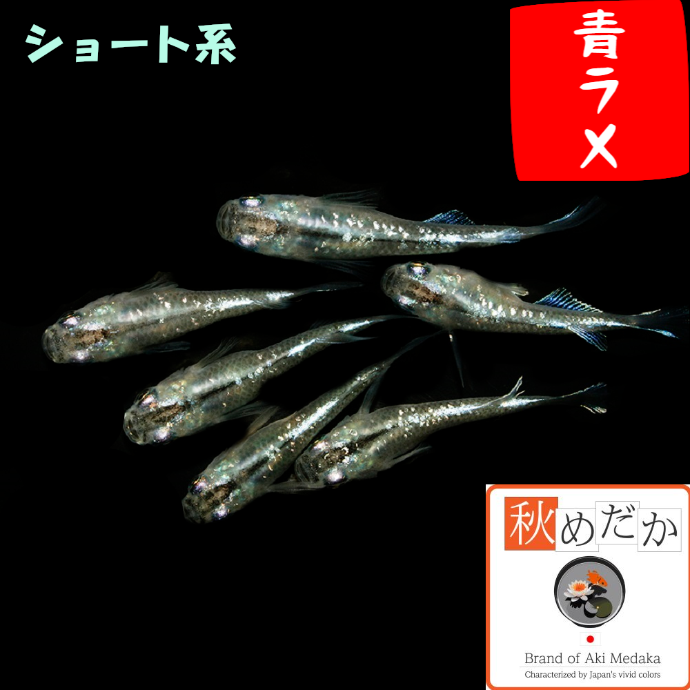 青ラメ ショート系  4匹2ペア