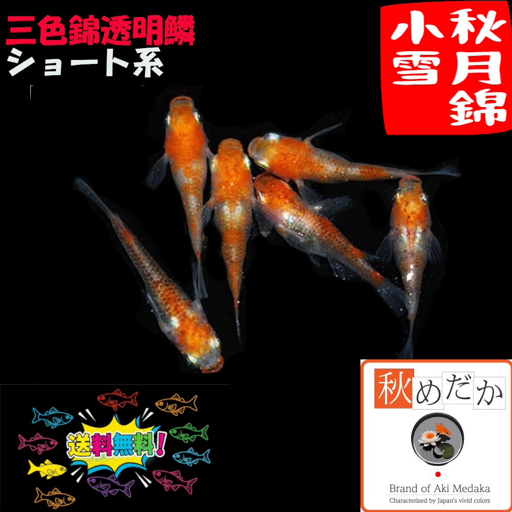 秋月錦小雪 (三色錦透明鱗)  ショート系  4匹 2ペア