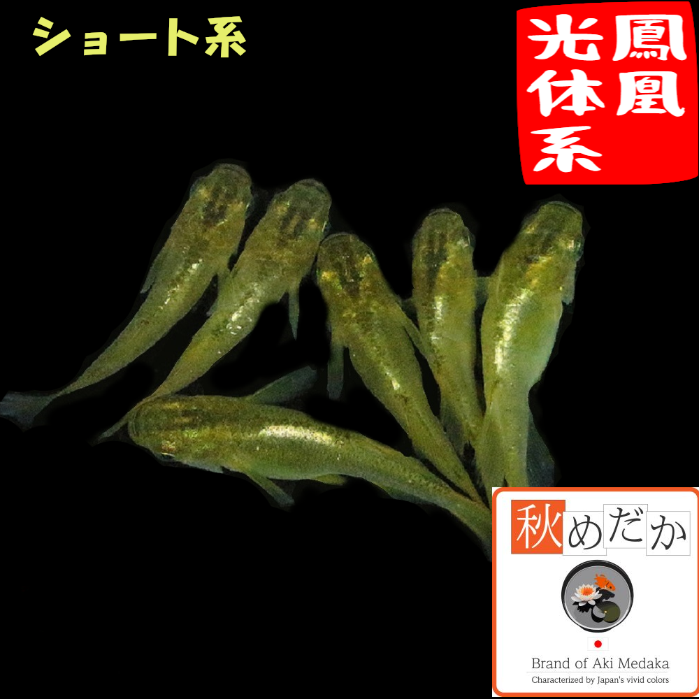 鳳凰 光体系 ショート系  6匹3ペア