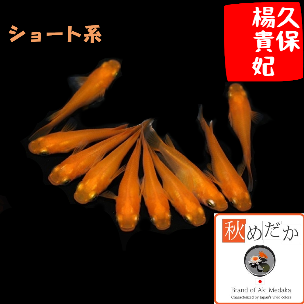 久保楊貴妃 ショート系 8匹4ペア