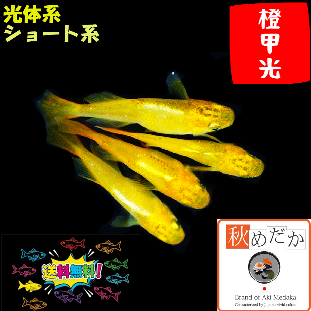 橙甲光 光体系 ショート系  4匹2ペア