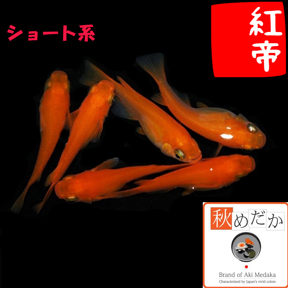 紅帝  ショート系 6匹3ペア