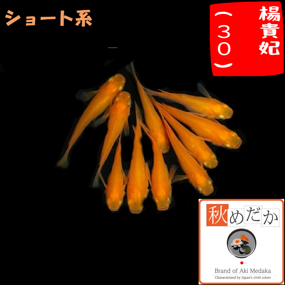 楊貴妃(30) ショート系  8匹4ペア